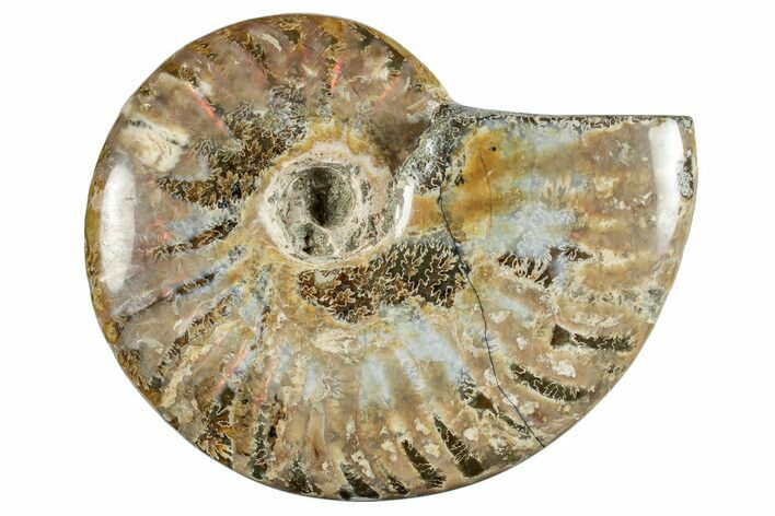 Polished Cretaceous Ammonite (Cleoniceras) Fossil - Madagascar #262125